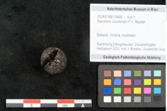 Foto (Objekt + Etikett) von Pleioclinis couchmani F.V. Mueller (NHMW-GEO-2024-0188-10468)